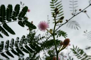 mimosa flores en el jardín, selectivo enfocar, naturaleza antecedentes foto