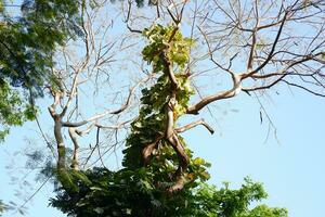 green leaf on tree with nature background, nature and environment concept. photo