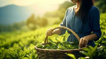 the hands of a young farmer woman hold a basket with tea leaves. ai generative photo