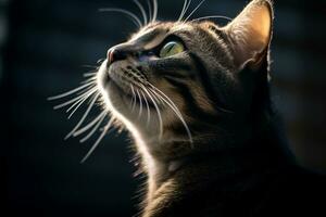 a cat looking up at the sky in the dark photo