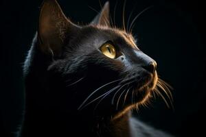 portrait of a black cat with yellow eyes on a black background generative AI photo