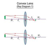 convexo lente rayo diagrama 1 vector