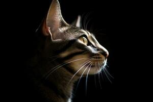 portrait of a cat on a black background generative AI photo