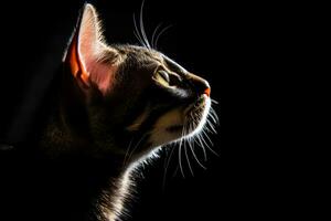 portrait of a cat in the dark isolated on a black background generative AI photo