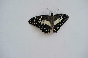 mariposa en el blanco pared. papilio machaon foto