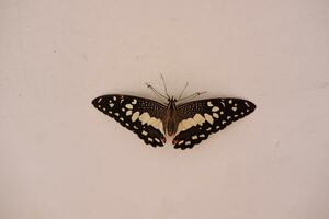 Butterfly on the white wall. Papilio machaon photo