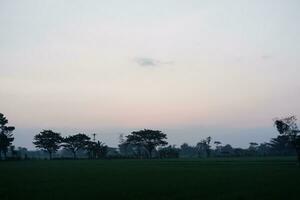 Silhouette of tree and rice field in the morning with sunset photo