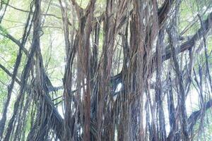 Banyan tree in the forest, Banyan tree. photo