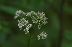 summer meadow flower in closeup on a green background photo