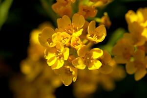 small yellow flowers in the garden in the warm summer sun in close-up photo