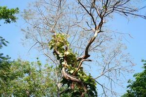 green leaf on tree with nature background, nature and environment concept. photo