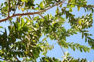 Guava fruits on the branches of a tree in a sunny day photo