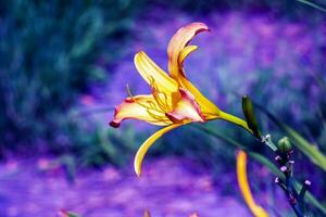 Blooming daylily flowers or Hemerocallis flower, close-up on a sunny day. Hemerocallis Nanners. The beauty of a decorative flower in the garden photo