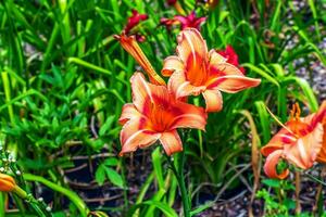 Hemerocallis fulva or the orange day-lily. Corn lily flowering in the garden. Close up. Detail. photo