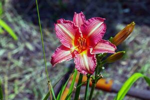 Blooming daylily flowers or Hemerocallis flower, close-up on a sunny day. The beauty of an ornamental flower in the garden photo