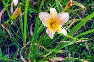 Blooming daylily flowers or Hemerocallis flower, close-up on a sunny day. The beauty of an ornamental flower in the garden photo