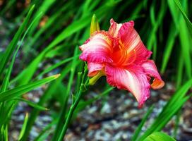 Blooming daylily flowers or Hemerocallis flower, close-up on a sunny day. The beauty of an ornamental flower in the garden photo