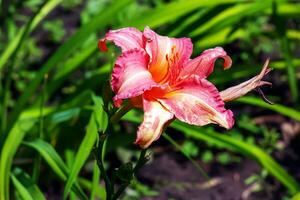 Blooming daylily flowers or Hemerocallis flower, close-up on a sunny day. The beauty of an ornamental flower in the garden photo