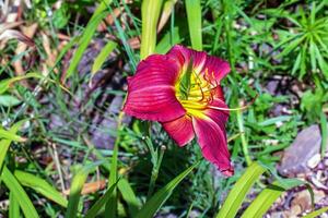 Green locust on a Hemerocallis daylily flower, close-up on a sunny day. Hemerocallis Black Falcon Ritual. photo