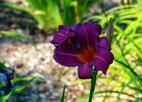 Blooming daylily flowers or Hemerocallis flower, close-up on a sunny day. Hemerocallis Black Falcon Ritual. The beauty of an ornamental flower in the garden photo