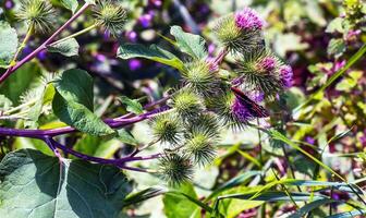 Vanessa atlanta or Red Admiral Butterfly gathers nectar on GREATER BURDOCK or ARCTIUM LAPPA L flowers photo