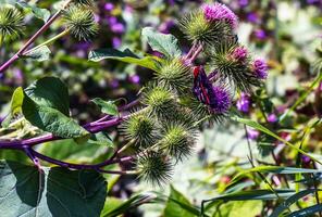 Vanessa atlanta or Red Admiral Butterfly gathers nectar on GREATER BURDOCK or ARCTIUM LAPPA L flowers photo