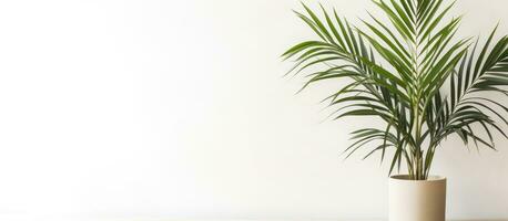 Minimal tropical houseplant home decor Kentia or Areca palm against white wall Palm tree in pot isolated on white background Home gardening love of houseplants photo