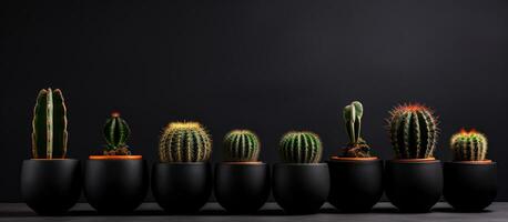 Black potted melo cacti photo