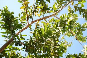 Guava fruits on the branches of a tree in a sunny day photo