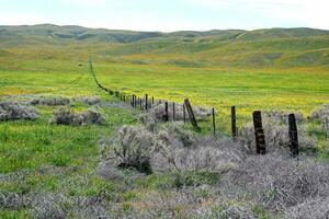 Wilderness Flower Bloom photo