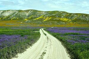 Wilderness Flower Bloom photo