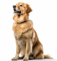 golden retriever sitting in front of a white background generative AI photo