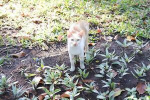 Cat on the ground in the garden at thailand, selective focus photo