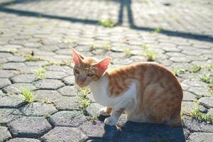 gato en el suelo en el jardín a tailandia, selectivo atención foto