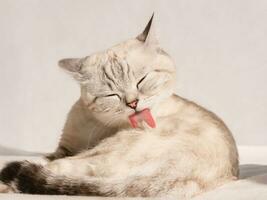 Cute scottish striped beige cat licking his paw on couch photo