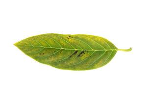 Annona leaves on a white background photo