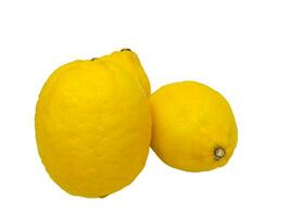 lemon on a white background photo