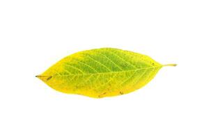 Annona leaves on a white background photo