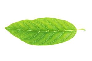 Annona leaves on a white background photo