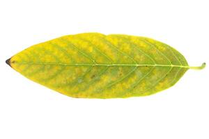 Annona leaves on a white background photo