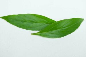 paniculata on a white background photo