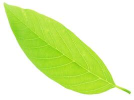 Annona leaves on a white background photo