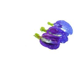 Clitoria ternatea white background photo