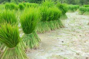 Tie seedlings Farmers are uprooting rice seedlings to prepare for planting. photo