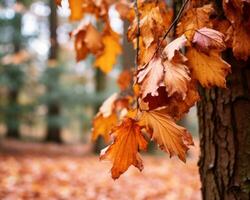 autumn leaves hanging from a tree in the woods generative AI photo