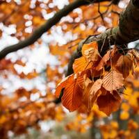 autumn leaves hanging from a tree branch generative AI photo