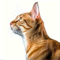 un naranja atigrado gato es mirando a el lado en un blanco antecedentes generativo ai foto