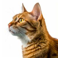 un naranja atigrado gato es mirando a el lado generativo ai foto