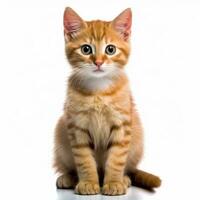 an orange tabby kitten sitting in front of a white background generative AI photo