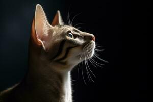 un oriental cabello corto gato es mirando arriba en el oscuro generativo ai foto